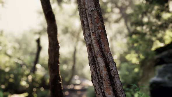 Foggy Forest in Early Morning