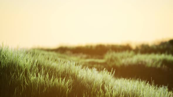 Green Field at Sunrise with Blue Sky