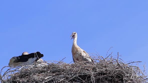 Storks in the Nest.