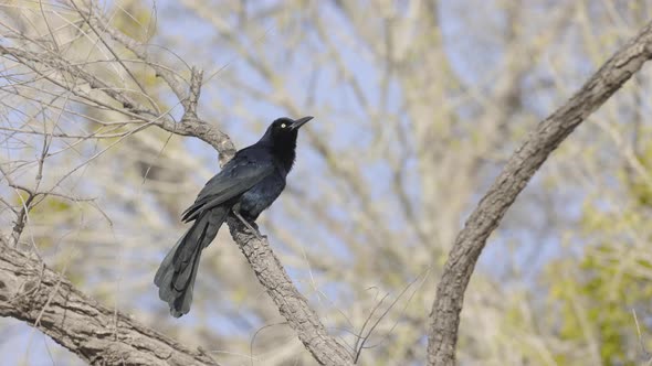 Great Tailed Grackle Perched on Branch Slow Motion