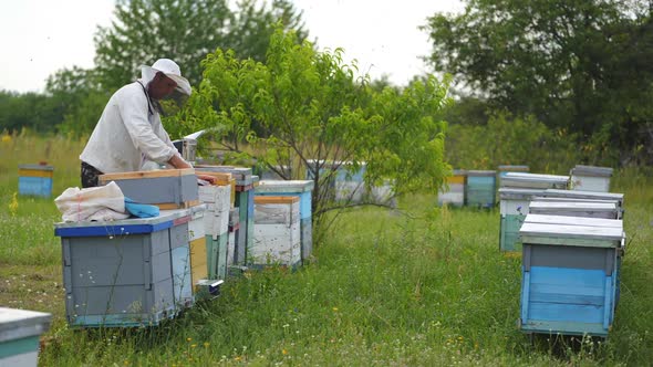 Beekeeper uncapping honeycomb with special beekeeping fork. 