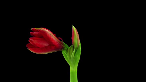 Time-lapse of opening Hot Peacock amaryllis