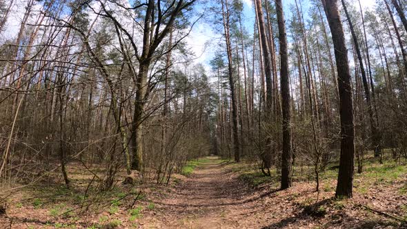 Small Road in the Forest During the Day