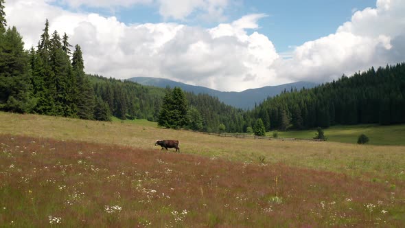 Video of a picturesque summer meadow with meekly grazing cows