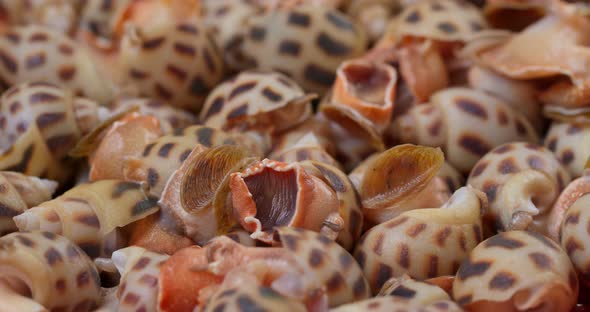 Uncooked sea snail close up