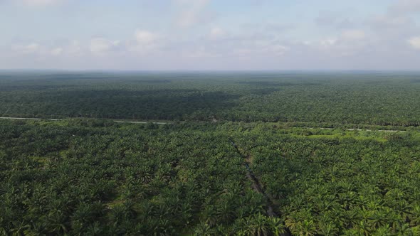 Aerial View of The Palm Oil Estates