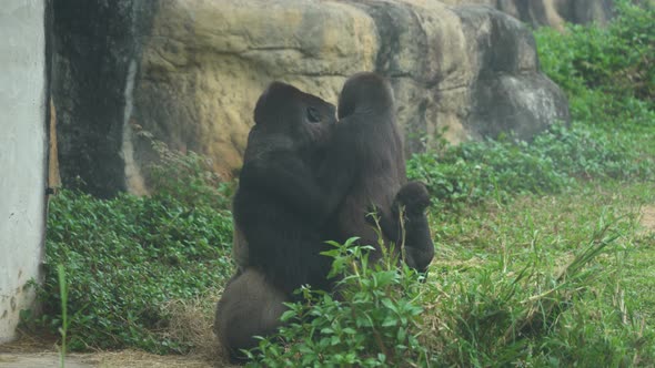 The chimpanzee Family Hugging at the Zoo wildlife sanctuary.