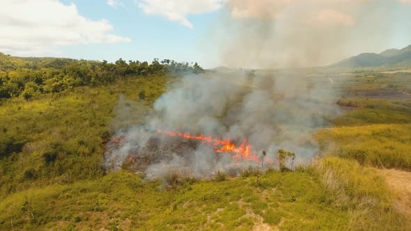 Fire in a Tropical Bush