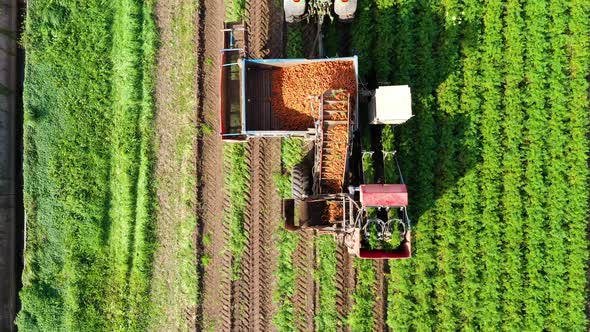 Carrot Harvest in Farm Land