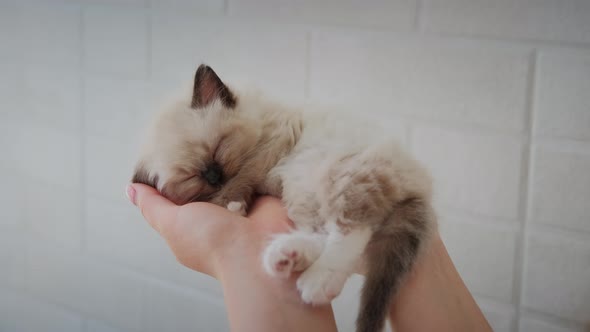 Footage Holding Cute White Little Sleeping Baby Cat