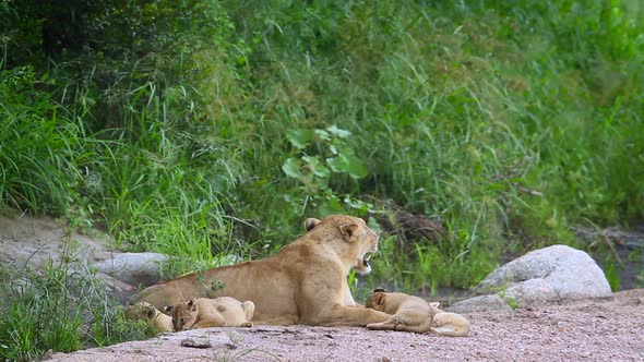 African lion in Kruger National park, South Africa