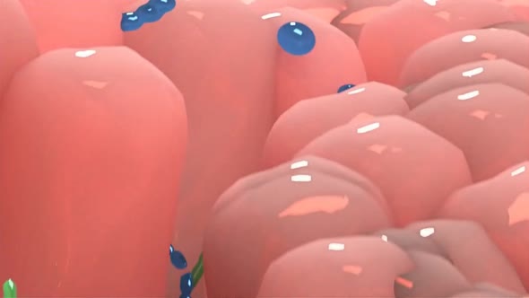 Bacteria and antibodies in the digestive system.Medical Animation