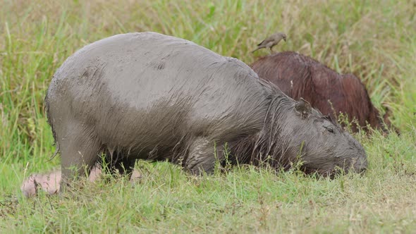 Big wet capybara eating grass wetlands animal natural habitat day