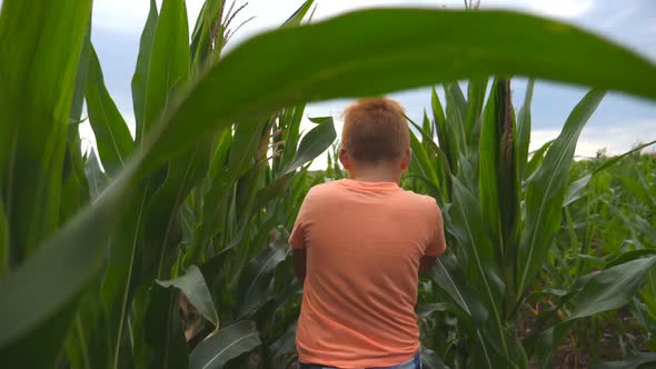 Follow To Small Red-haired Boy Running Through Corn Field at Overcast Day. Little Kid Jogging Over