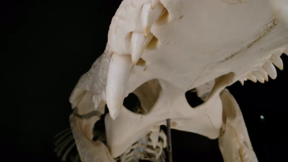 Inside the mouth of a terrifying crocodillian skeleton