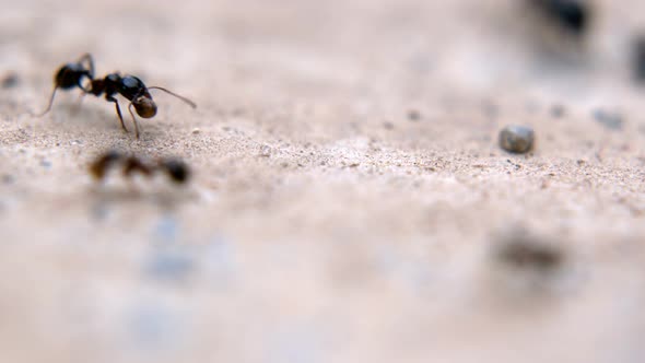 Ants Working On Stone Ground