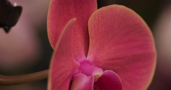 Detail of ornamental orchid flowers