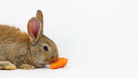 Little Fluffy Cute Brown Rabbit with Big Ears Eating a Ginger Carrot on a Gray Background in the