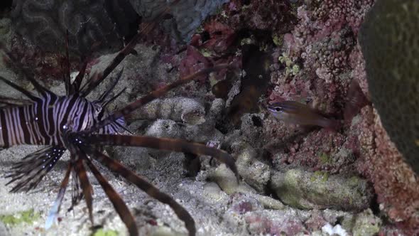 Lionfish attacks and catches cardinal fish during a night dive on a tropical coral reef