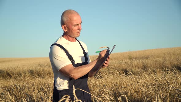 Senior Farmer Inspects Wheat Growth