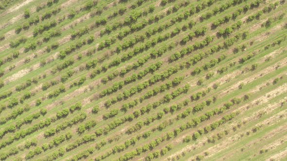 Cherry tree orchard from above 4K aerial video