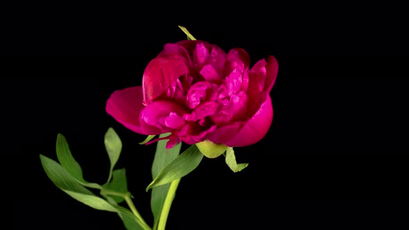 Time Lapse of Opening Beautiful Red Peony Flowers