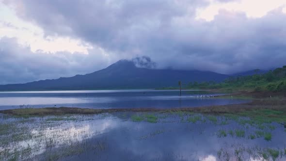 White Cranes and Arenal Volcano at Arenal Lake, Costa Rica. Aerial drone view
