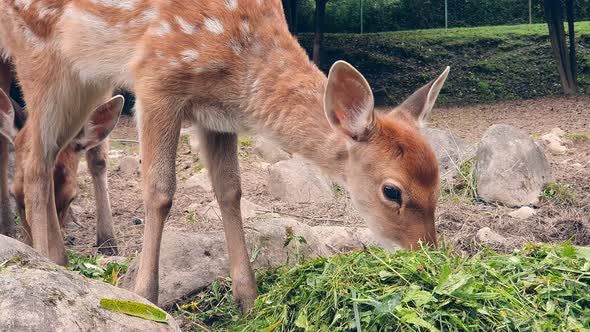 Young Deer Eating Grass. Herd of Young Orange Deer in a White Spot Eating Green Grass