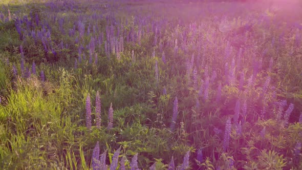 Flight Over a Field with Flowers at Sunset