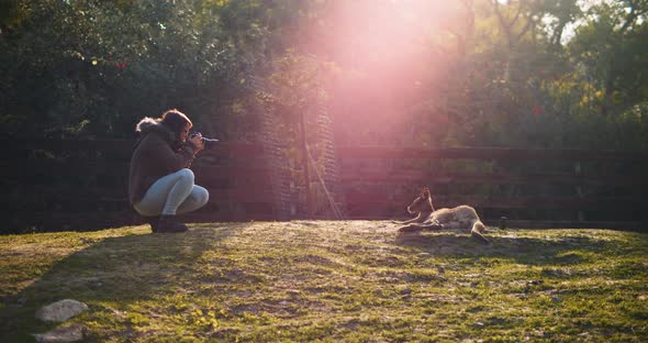 A young woman tourist taking photo of a kangaroo at the farm. BMPCC 4K