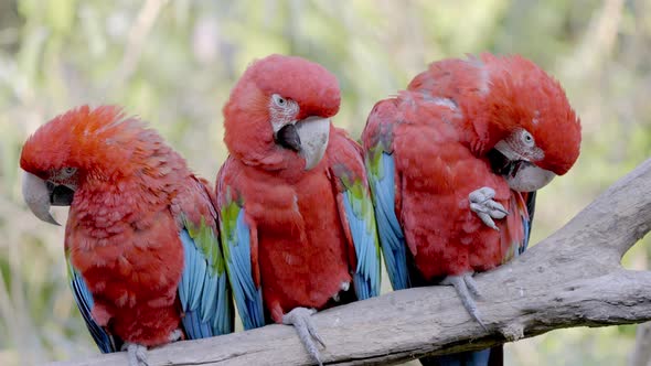 Group of wild Ara Chloropterus Parrots perched on wooden branch of tree in nature - Woodland of Sout