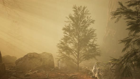 Autumn Forest and Trees in Morning Fog alt