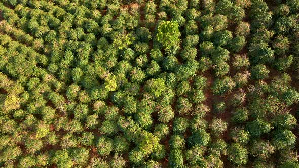 Aerial Shot of Coffee Plantations on Hillsides in Mountains