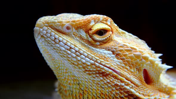 Macro Portrait of a Yellow Iguana