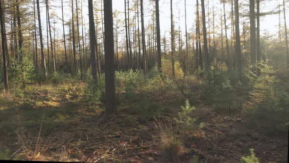 Autumnal forest floor, slide view trees on sunny autumn day