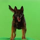 Furious  German Shepherd. - VideoHive Item for Sale