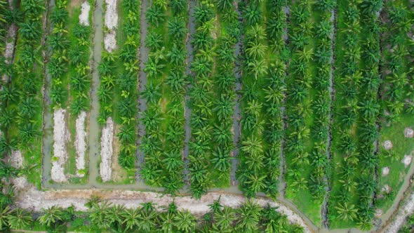 Drone fly over beautiful coconut plantations