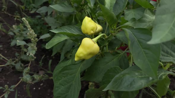 Yellow Peppers Growing in Beds