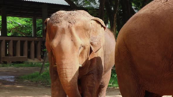 Elephant standing next to another while looking around.