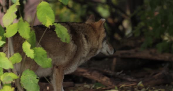 Wolf Canis Lupus Also Known As the Gray Wolf is the Largest Extant Member of the Family Canidae