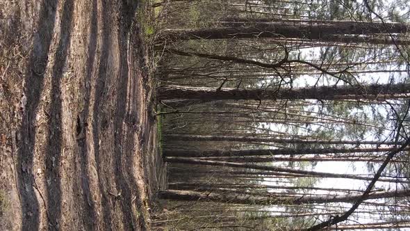 Vertical Video of a Road in the Forest Slow Motion