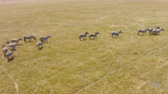 Herd of Zebras Grazing on Dry Land on Hot Summer Day