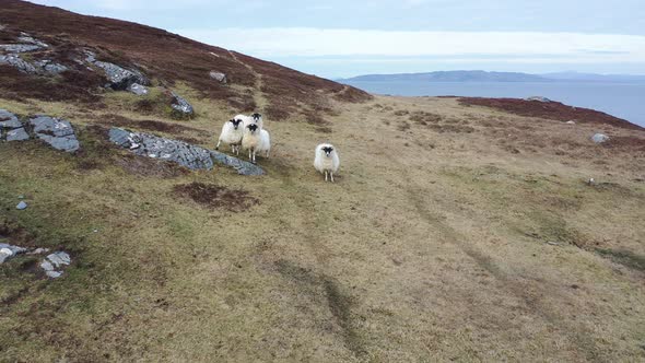 Sheep at the Coastline at Dawros in County Donegal  Ireland