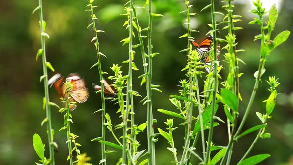 Beautiful butterfly in the tropical rainforest Slow motion