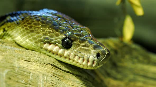 Cuban boa, Epicrates angulifer,  this snake is threatened with 