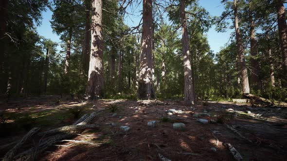 Sequoia Redwood Trees in the Sequoia National Park Forest