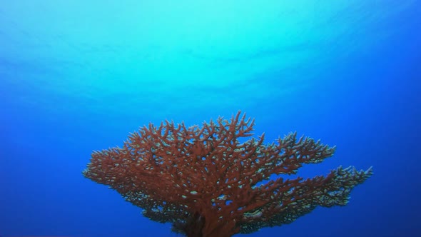 Blue Water background and Coral