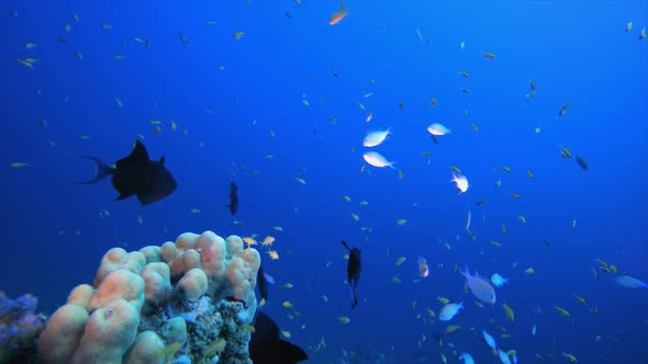 Underwater Sea Fish Tropical Reef