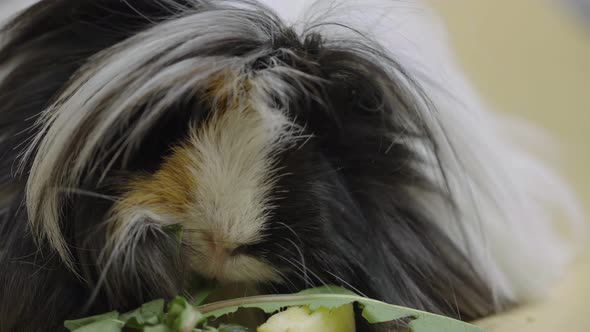 Fluffy Sheltie Guinea Pig Eating Green Dandelion Leaves on Beige Background in Studio