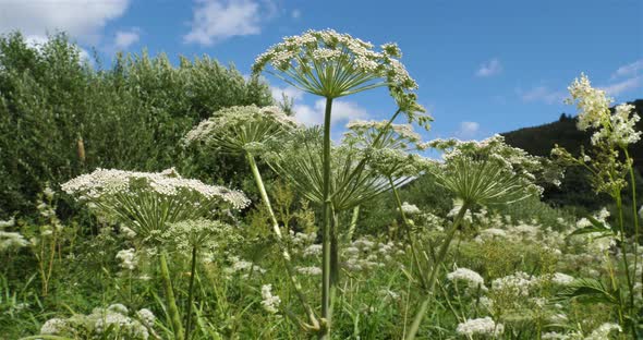 Wild carrots,daucus carota, Lac Chambon, Puy de Dome, Auvergne, France